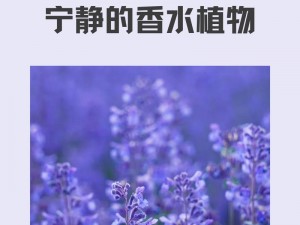 香草传媒出品，必属精品——高清影视资源香草传媒——您的私人影视定制专家