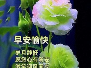 早安大人不要舔，玩具中的战斗机