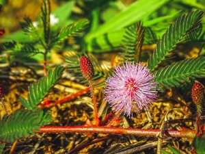 含羞草实验所入口免费进入，探索植物奥秘的奇妙之旅