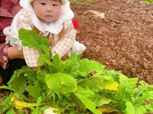 美女和老师 XX 拔萝卜，多种口味可选，营养丰富的健康蔬菜