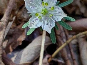 野花韩国高清免费神马，享受视觉盛宴