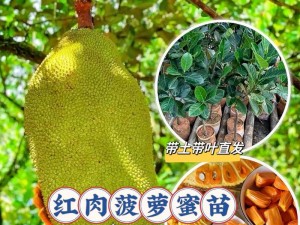 菠萝蜜视频进入通道，优质水果，香甜可口，营养丰富