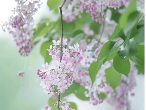 亭亭玉月丁香鲜花，香气扑鼻，芬芳迷人