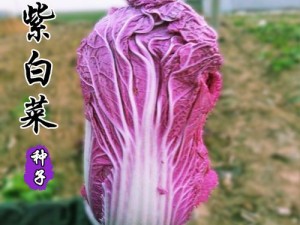 粉色大白菜（法国）——口感鲜甜，营养丰富的特色蔬菜