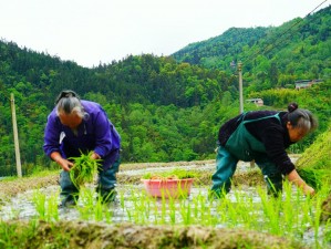 农村插秧图片大全高清——绿色无污染，自然好风光