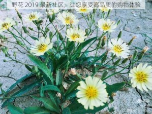 野花 2019 最新社区，让您享受高品质的购物体验