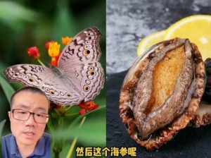 鲍鱼一线天蝴蝶馒头，独特的外形，引发无限遐想