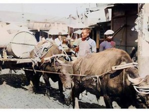 中国东北真实亲乱视频高清：带您领略东北的独特魅力和风情