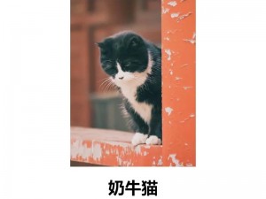 圈小猫在线游戏：萌宠捕捉挑战新纪元