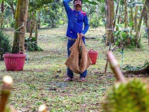 新鲜采摘的榴莲草莓西瓜茄子黄瓜，香甜可口，营养丰富