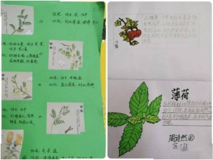 探索自然奥秘：神农百草园的醉人魅力与独特体验简介