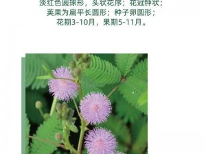 含羞草传媒隐藏路线 2023 年推出的优质商品介绍