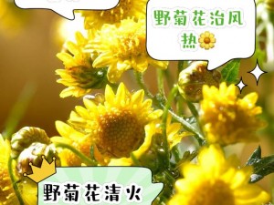 野生干大姨姐姐菊花，清热解毒、明目醒脑，是您健康生活的好帮手