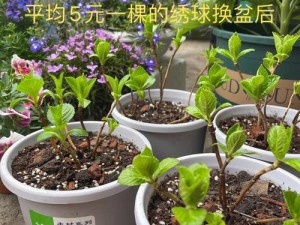 含羞叶草研究实验所出品的高品质含羞叶草种子，助您打造梦幻花园