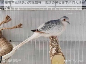 爱宠宝石雪鸽助力表现飙升：雪鸽登场效果下的惊人增长百分比