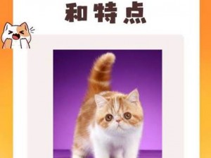 文字的花样乐趣：《胖橘查岗战线策》之清理猫领地以备猫王归来全攻略