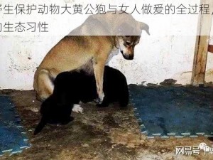 观看野生保护动物大黄公狍与女人做爰的全过程，了解动物的生态习性