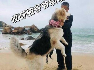 狗和人锁在一起去医院的注意事项及宠物背带推荐