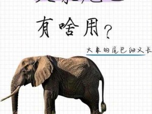 大象回家 2022 秘密人口，一个致力于保护大象的创新公益产品