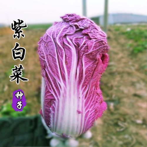 粉色大白菜（法国）——口感鲜甜，营养丰富的特色蔬菜