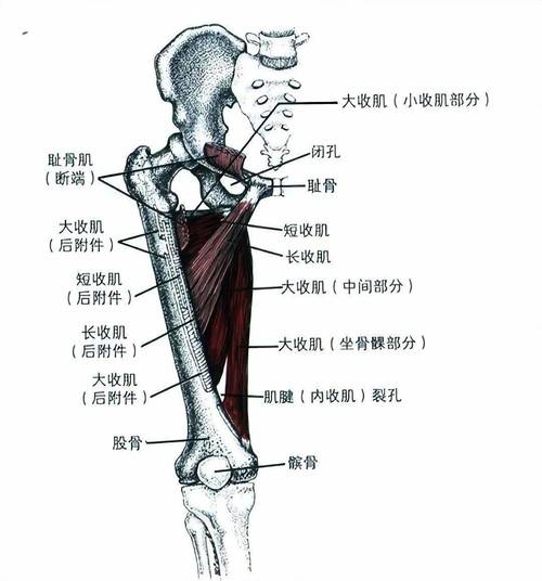 大腿中间一张嘴，轻松解决大问题