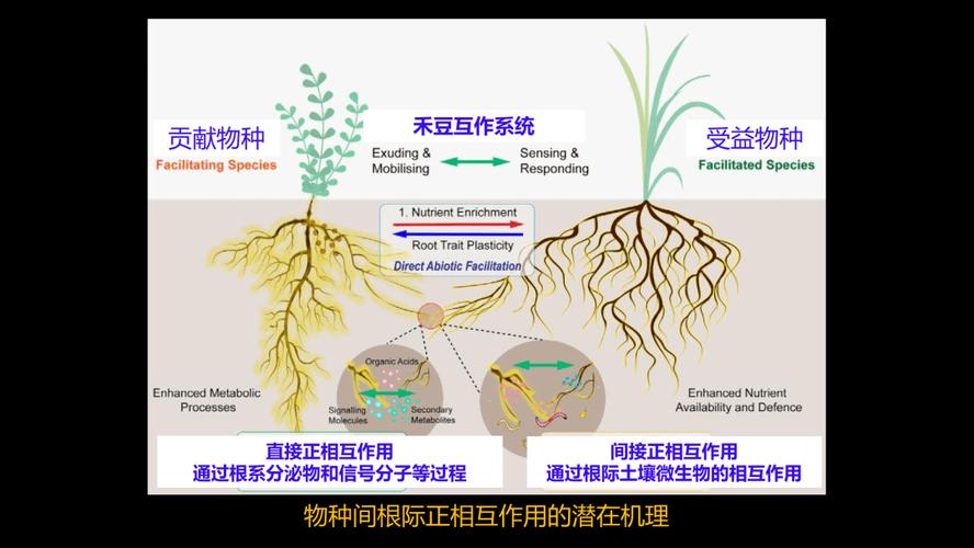 缺氧腐蚀区中的元素生物与植物的共生关系研究