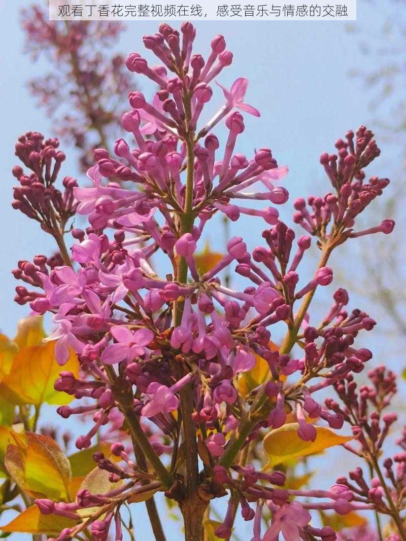 观看丁香花完整视频在线，感受音乐与情感的交融