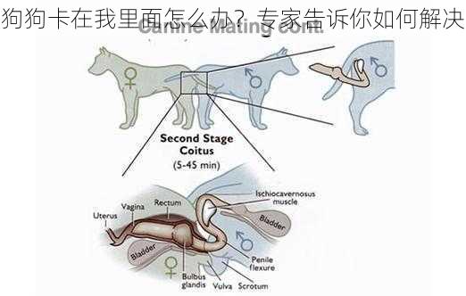 狗狗卡在我里面怎么办？专家告诉你如何解决