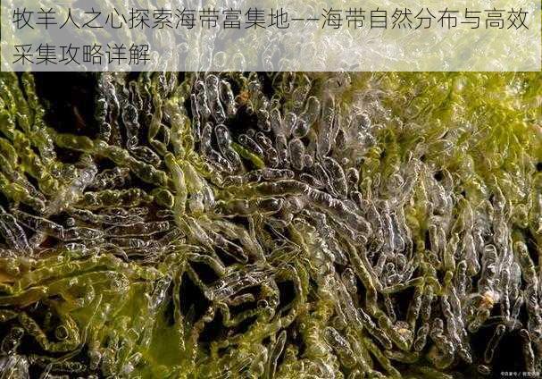 牧羊人之心探索海带富集地——海带自然分布与高效采集攻略详解