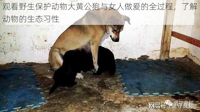 观看野生保护动物大黄公狍与女人做爰的全过程，了解动物的生态习性