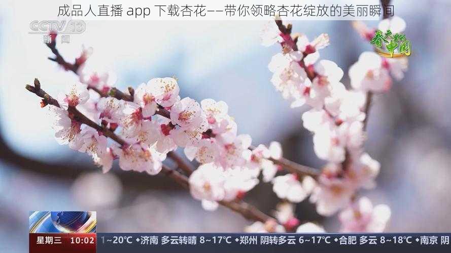 成品人直播 app 下载杏花——带你领略杏花绽放的美丽瞬间