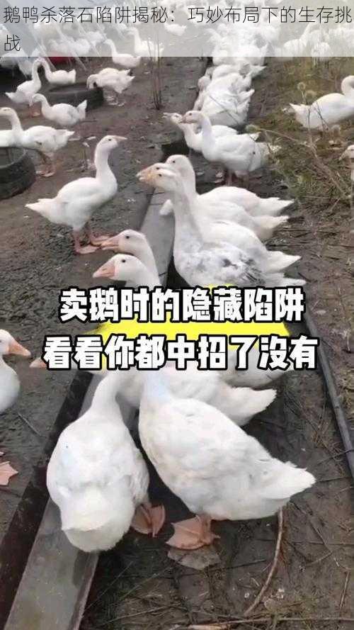 鹅鸭杀落石陷阱揭秘：巧妙布局下的生存挑战