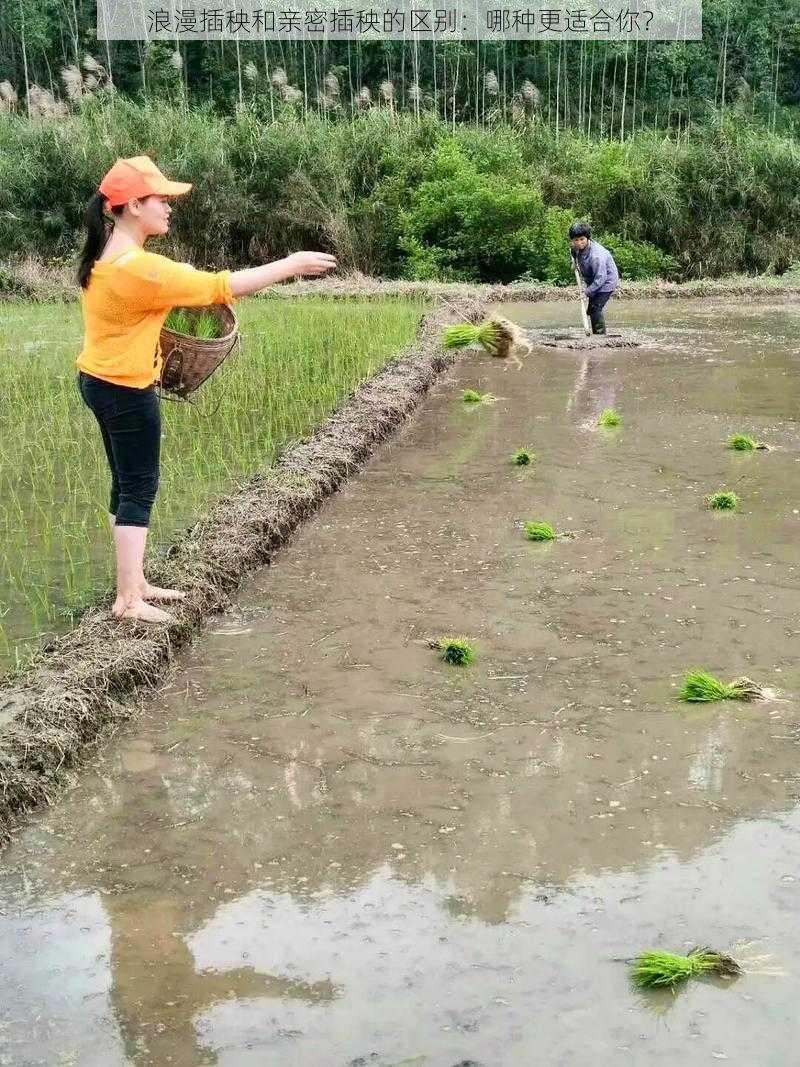 浪漫插秧和亲密插秧的区别：哪种更适合你？